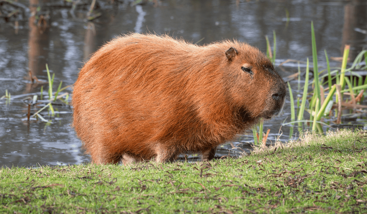 Cadibara: Exploring the Origin, Meaning